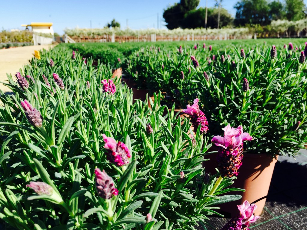 Lavandula - Vivai Tempesta - Piante mediterranee, piante da frutto